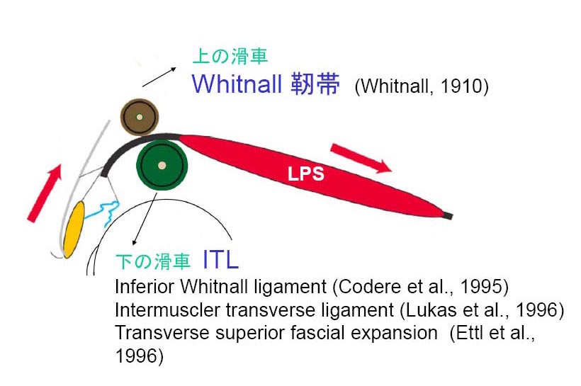 札幌 眼瞼下垂 早朝 なみだ目 さかさまつげ